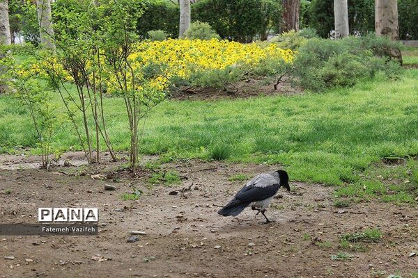 پارک لاله تهران در بهار طبیعت