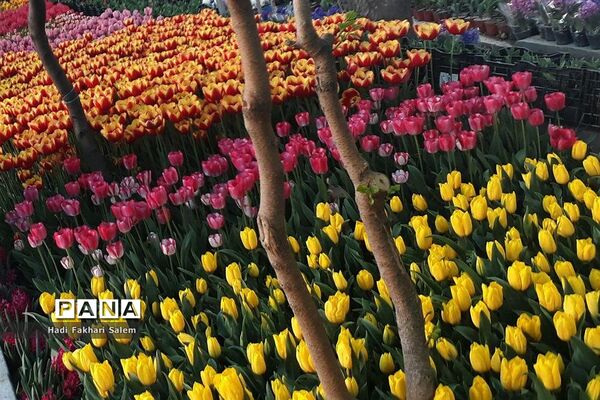 کاشت ۲۰۰ هزار لاله در پیاده رو خیابان زرافشان تهران