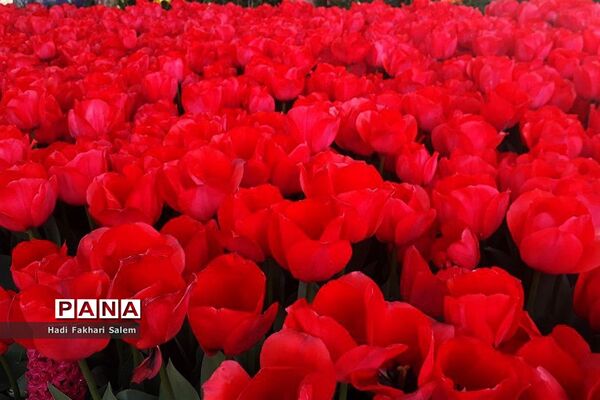 کاشت ۲۰۰ هزار لاله در پیاده رو خیابان زرافشان تهران