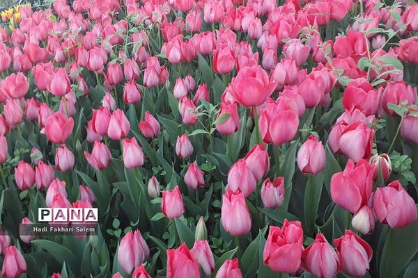 کاشت ۲۰۰ هزار لاله در پیاده رو خیابان زرافشان تهران