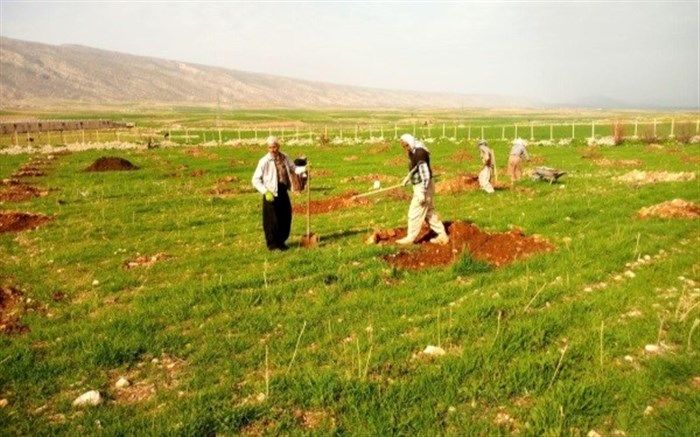 کاشت 364 اصله نهال در دانشگاه آزاد اسلامی ایوان غرب به یاد شهدا