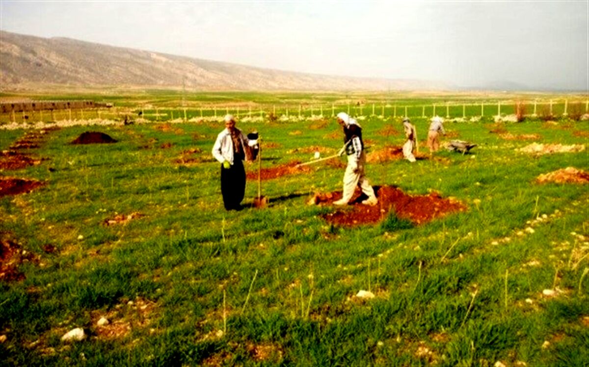 کاشت 364 اصله نهال در دانشگاه آزاد اسلامی ایوان غرب به یاد شهدا