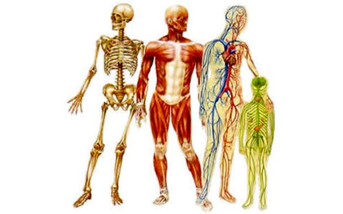 کشف اندام جدید در بدن انسان