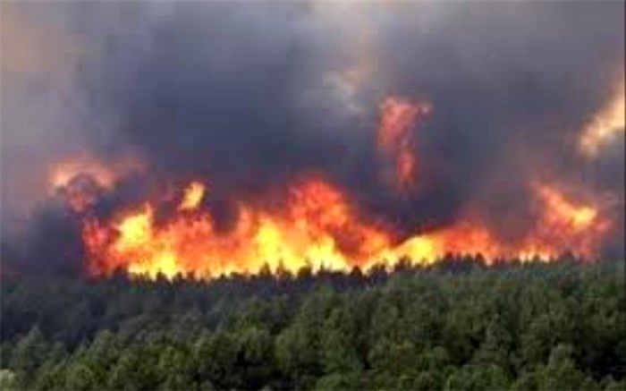 مهار نابودی میراث کهن جنگل‌ها، چرا و چگونه