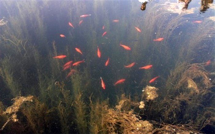 بازدید روزانه ۳ هزار نفر از تنها آکواریوم طبیعی ایران در آبدانان