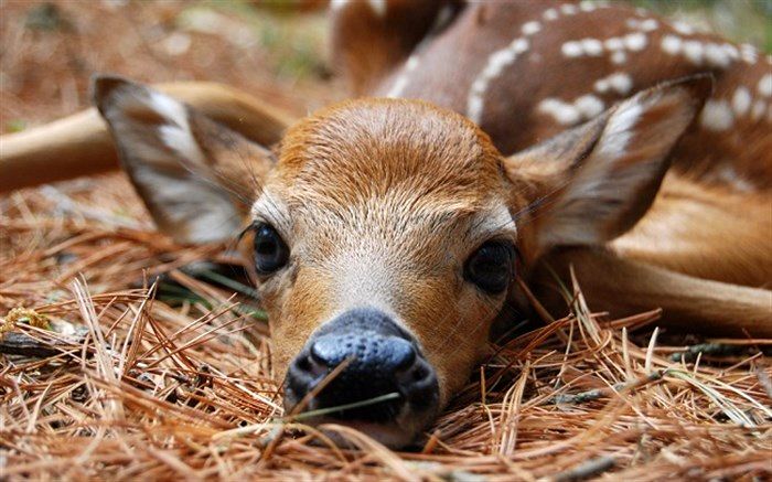  فصل زایش حیوانات و ممنوعیت صدور مجوز بازدید از پارک های حفاظت شده استان فارس