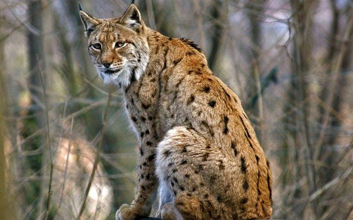 علت مرگ گونه نادر «سیاه‌گوش» در خلخال در حال بررسی است