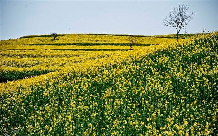 خسارات سرمازدگی در مزارع کلزا قابل توجه نیست
