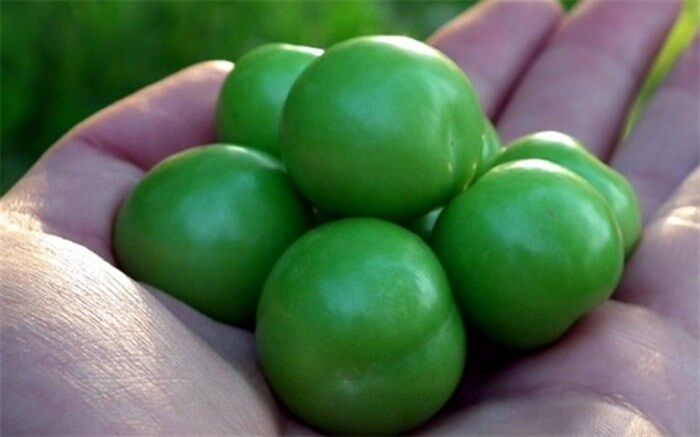 بیش از دو هزار و 638 تن گوجه سبز از باغات استان یزد برداشت شد
