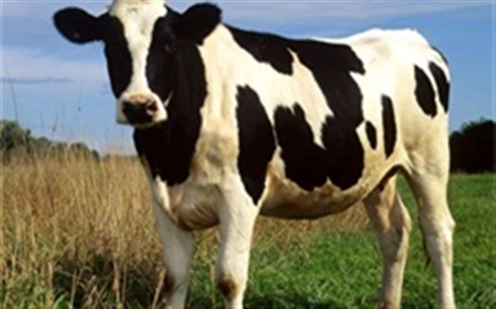 به‌زودی «گاو» بزرگ‌ترین جانور زمین خواهد شد!