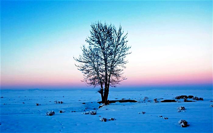 بررسی پدیده «زود سپید» در مغولستان + تصاویر