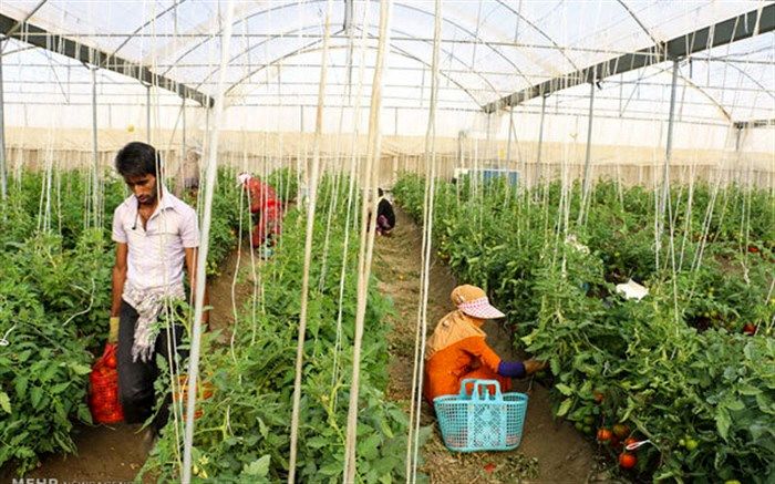 توسعه گلخانه ها راهکاری عملی برای کاهش خسارت سرمازدگی است