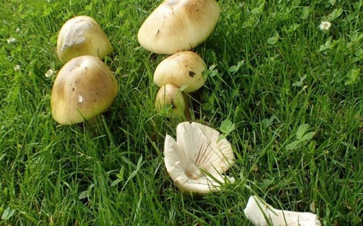 قارچ سمی کبد 2 نفر را در آذربایجان غربی را از بین برد