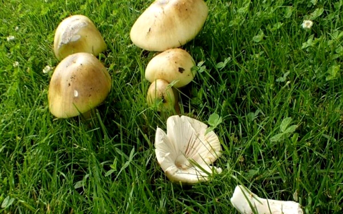 قارچ سمی کبد 2 نفر را در آذربایجان غربی را از بین برد