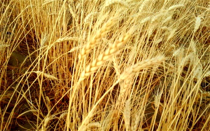 آغاز برداشت خوشه‌های طلایی گندم در نقطه صفر مرزی