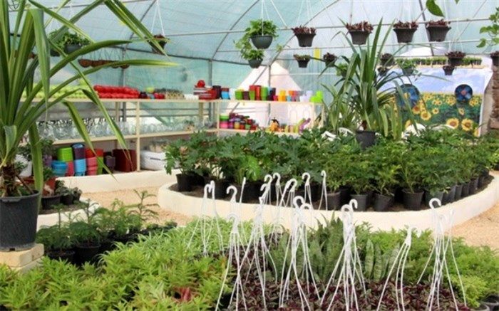 ایجاد مجموعه گلخانه آفتابگردان توسط دانشجوی دانشگاه کاشان