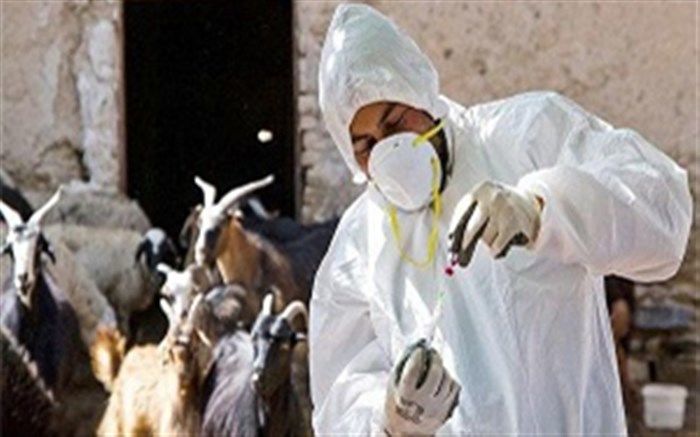 اجرای طرح پایش تب مالت دام در طبس