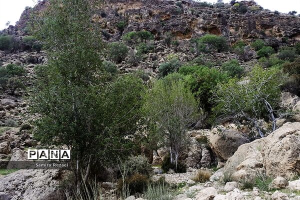 چشمه سرو نخودی رویای زندگی