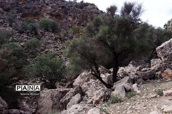 چشمه سرو نخودی رویای زندگی