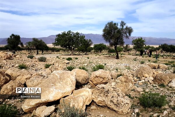 چشمه سرو نخودی رویای زندگی