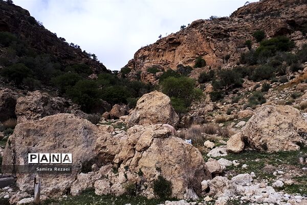 چشمه سرو نخودی رویای زندگی