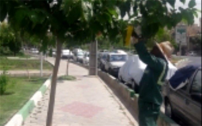 مبارزه مکانیکی و بیولوژیکی با آفت سفید بالک در شهرری