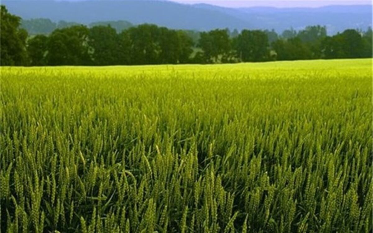 بیش از ۳۰۵ هزار هکتار از اراضی اردبیل زیر کشت گندم رفت
