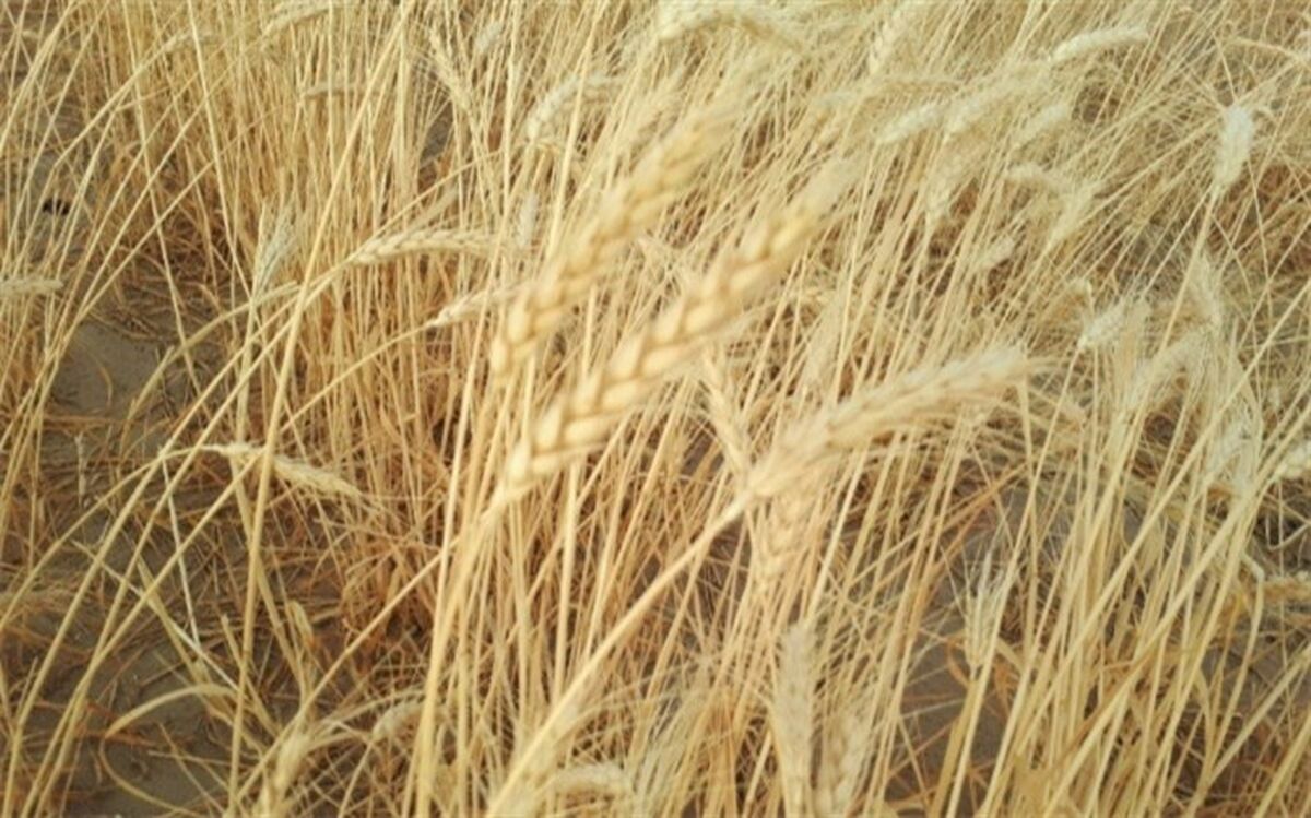 ۸۷ هزار تن گندم امسال در مهاباد تولید می شود