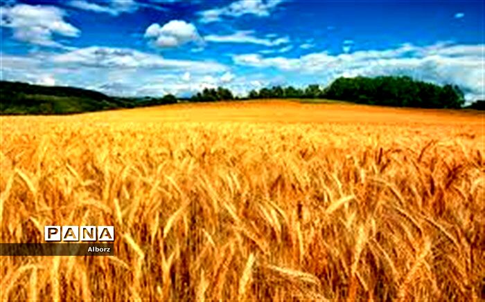 قیمت تضمینی محصول گندم در سال جاری تعیین شد