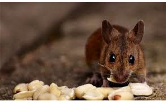 حذف احساس تلخی و شیرینی در موش‌ها!