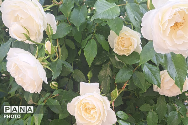 گل‌های زیبای بهاری