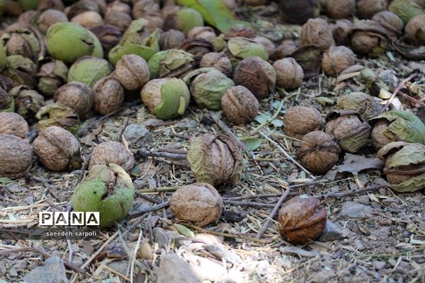 برداشت گردو و عناب در شهرستان بیرجند