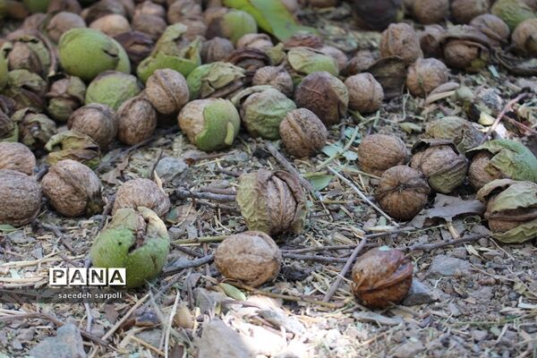 برداشت گردو و عناب در شهرستان بیرجند
