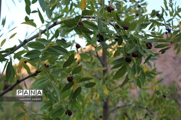 برداشت گردو و عناب در شهرستان بیرجند