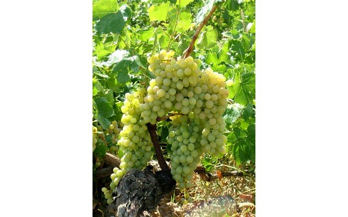 برداشت انگور از سطح ۳۰ هزار هکتار از باغات استان قزوین آغاز شد