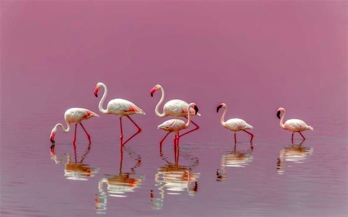 گله فلامینگوها در عکس روز نشنال جئوگرافیک