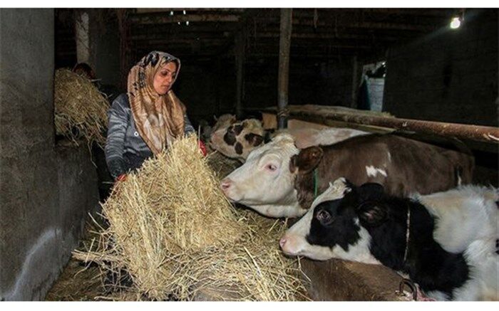 3500 زن روستایی آذربایجان غربی عضو صندوق اعتباری زنان هستند