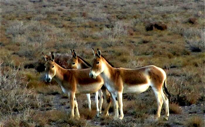 عذرخواهی مدیرکل محیط زیست استان سمنان برای قصور در انتقال گورخر ایرانی
