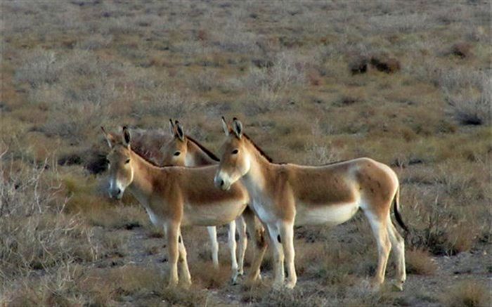 عذرخواهی مدیرکل محیط زیست استان سمنان برای قصور در انتقال گورخر ایرانی