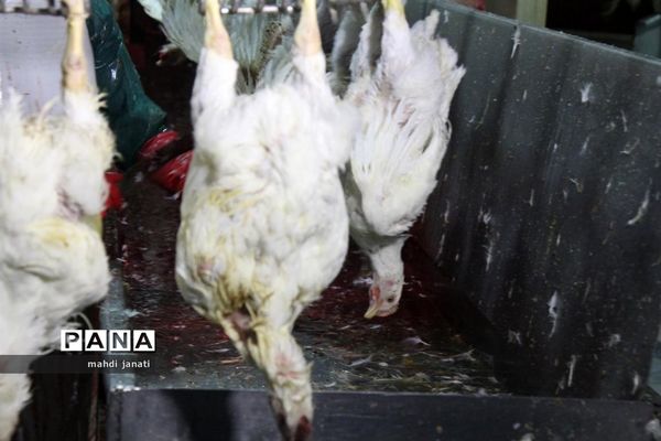 بازدید خبرنگاران از کشتارگاه صنعتی مرغ بهاران
