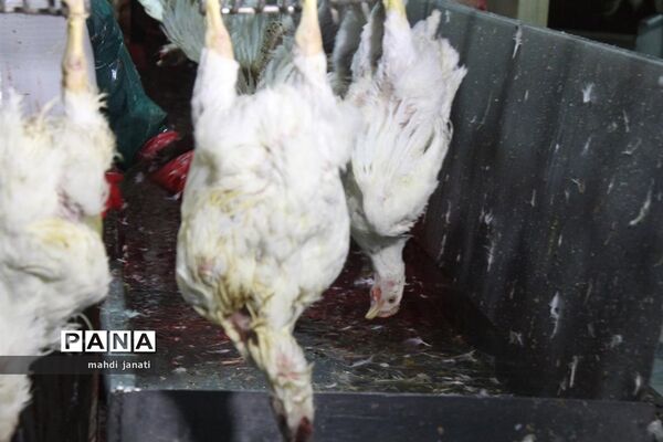بازدید خبرنگاران از کشتارگاه صنعتی مرغ بهاران