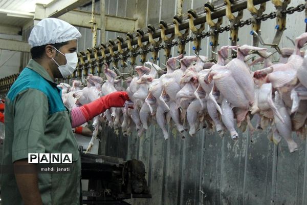 بازدید خبرنگاران از کشتارگاه صنعتی مرغ بهاران