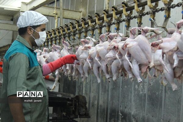 بازدید خبرنگاران از کشتارگاه صنعتی مرغ بهاران