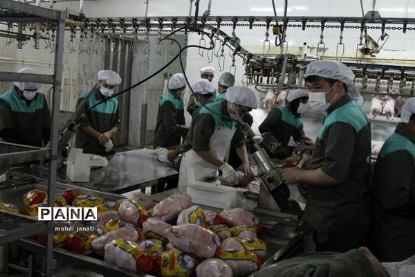 بازدید خبرنگاران از کشتارگاه صنعتی مرغ بهاران