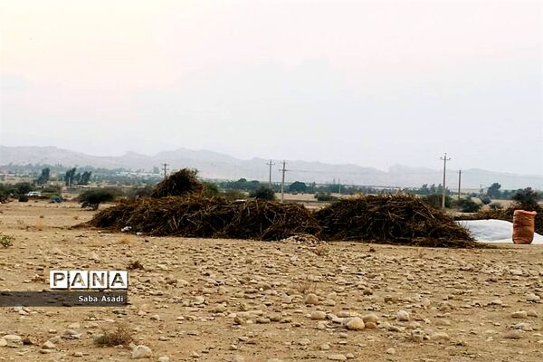 برداشت کنجد در گله دار