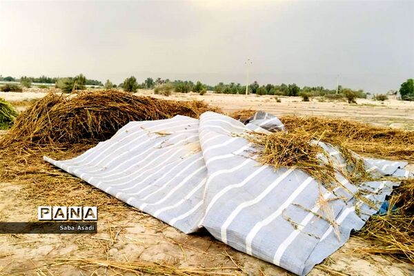 برداشت کنجد در گله دار