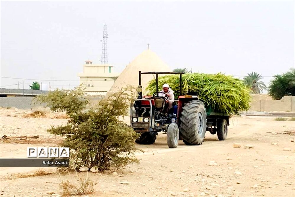 برداشت کنجد در گله دار