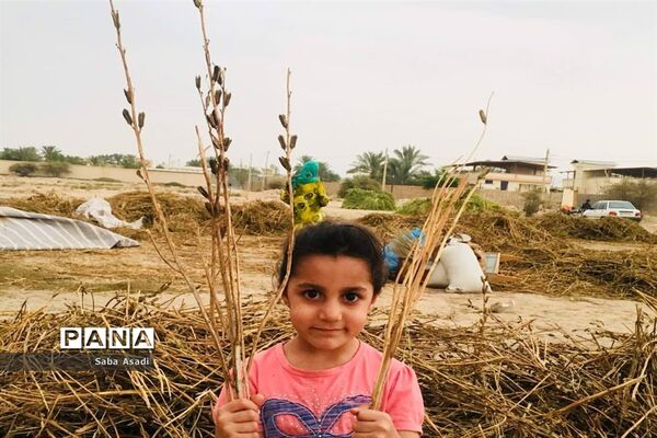 برداشت کنجد در گله دار