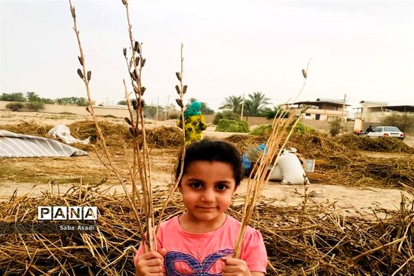 برداشت کنجد در گله دار