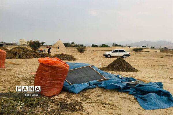 برداشت کنجد در گله دار